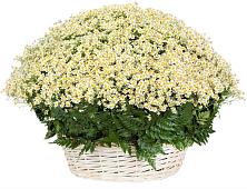 Цветочная композиция из Ромашки в корзине #REPLACE_PRED# Кобылках